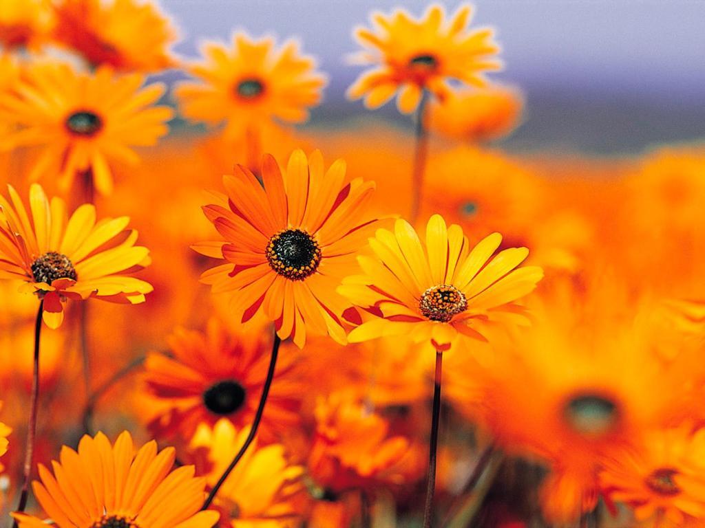 Pensiunea Ronicson Milostea Экстерьер фото